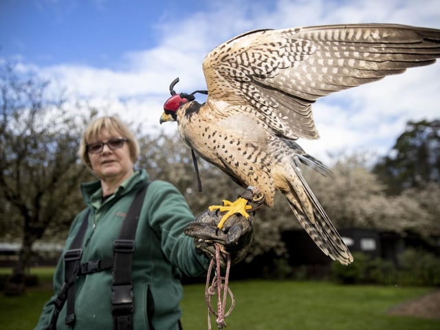 This is one for nature lovers. Travel into the Northamptonshire countryside for an up close look at birds of prey at Icarus Falconry. Flight demonstrations and educational talks are put on for small groups every weekend at the falconry. The birds kept here include several breeds of owl, hawks and the critically endangered hooded vulture.