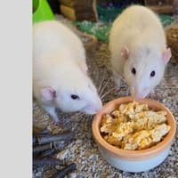 Rats abandoned alongside rubbish in alleyway rescued by Northamptonshire animal charity
