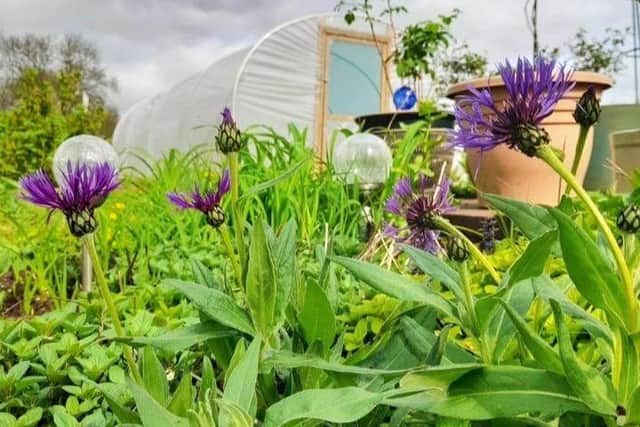 C2C Grows allotment