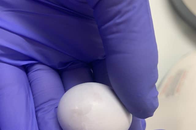 A marble sized sihek egg.