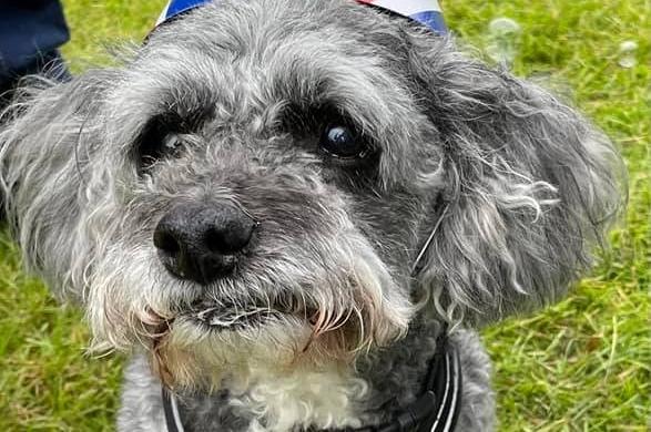 Even the pooches got into the spirit of the Jubilee.