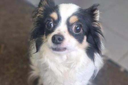 Mr Kipling is a six-year-old Chihuahua cross Papillon with a sweet personality. He walks well on the lead and is non-reactive to other dogs when out and about. However, he does show signs of resource guarding, particularly around food, so this will need to be managed carefully. Mr Kipling could live with sensible older children who understand his need for personal space. He doesn’t trust strangers, so it's important to avoid contact with a lot of people until he has settled in and learned some manners. If you’re an experienced dog owner looking for a small, affectionate companion who just needs time to feel secure, Mr Kipling could be the perfect match for you.