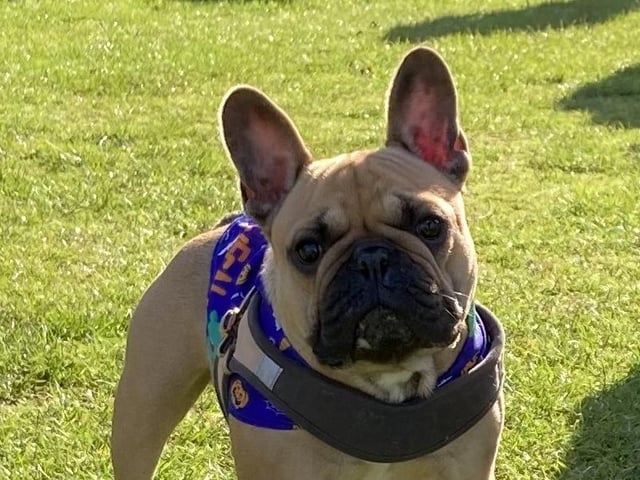 Around 50 French Bulldogs dressed up in Halloween outfits for a walk around Hunsbury Country Park over the weekend.