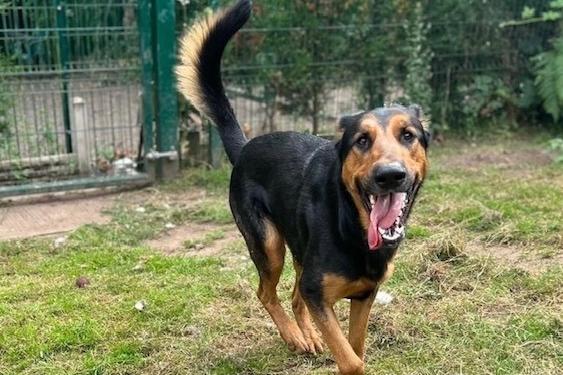 Annie said: "﻿Loki is a very handsome, happy 18 month old German shepherd x Doberman. He joined us from a council pound. He is not bothered but other dogs, not yet cat tested. An active adult home would suit this chap best as he gets very excitable & boisterous."