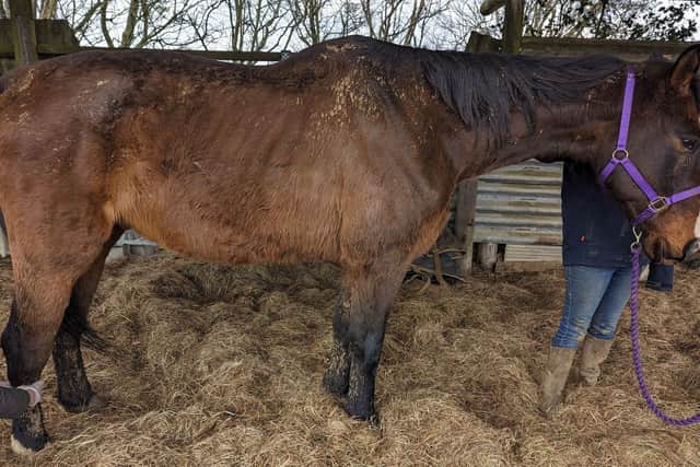 William the horse was in an emaciated condition - his owner Luke Pepper was banned from keeping all animals for 10 years and given a 10 week prison sentence suspended for 12 months/RSPCA
