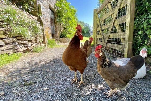 chickens