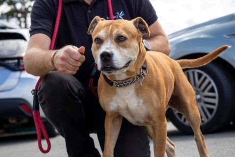 Luna is a beautiful affectionate seven-year-old staffie lady, she has now been in kennels a year. She came in because of a family breakdown, she is housetrained, travels well and knows basic commands