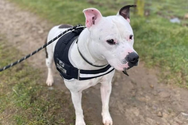 Annie said: "Buddy is a two year old boy. He can be shy but soon becomes a typical Staff. Loves tennis balls, and a crate clean in his kennel. Dog friendly with proper introductions."