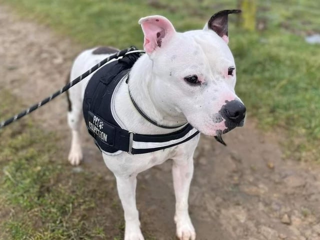 Annie said: "Buddy is a two year old boy. He can be shy but soon becomes a typical Staff. Loves tennis balls, and a crate clean in his kennel. Dog friendly with proper introductions."