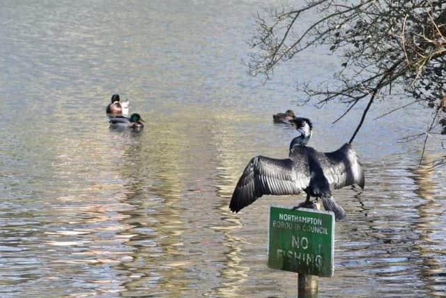 Abington park