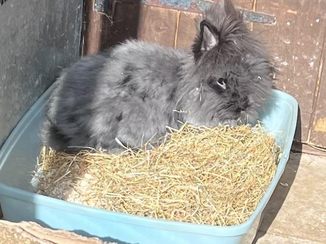 George is a gentle six month old Angira cross boy needing an experienced home with spayed wifebun.He will need daily grooming.