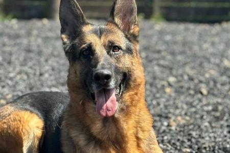 Aspen is a stunning four year old male GSD. He is very intelligent, and knows basic commands. He loves everyone and arrived at the pound with Skye.