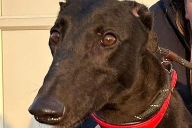 Star is a beautiful two-year-old retired Greyhound. True to the breed, she enjoys a couple of good walks a day and is then more than happy to relax on a comfy couch. She is great with people and other dogs but could not live with cats or small furries.