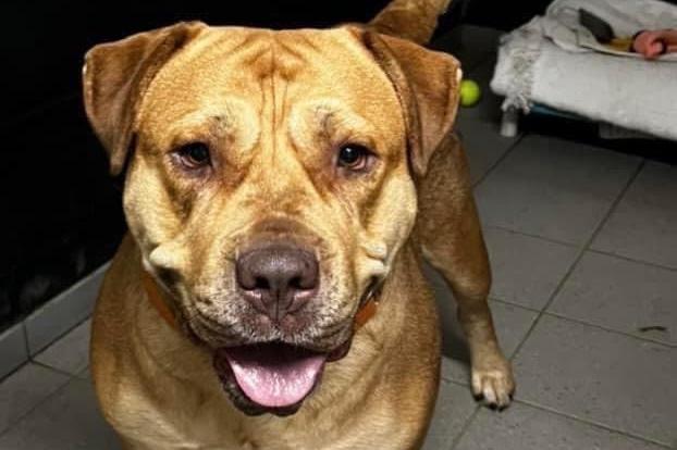 Sadie Bumbles - who also responds to 'Bumble Bum' and 'Bumblina' - is a big beautiful five-year-old cross breed. The charity describes her as a very clever girl, who knows the commands 'sit', 'paw', 'wait', 'come' and 'no'. She loves fleecy blankets to snuggle in and toys, but - like most dogs - treats are definitely her favourite and she is very food -motivated. Sadie needs an active home with experience of owning dogs. Dog-savvy teenagers would be ideal. Sadie had an awful start and needs to learn that life can be amazing. Due to her sad past, she does have boundary issues that can be easily managed. Sadie is spayed, vaccinated and chipped. Anyone lucky enough to adopt her will have four weeks of free pet insurance, a pedigree rehoming pack, rescue back-up for life and a session with Nathan Watson Dog Behaviour.