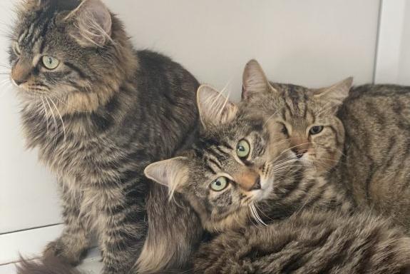 These stunning siblings are around 7 months old and are looking for a loving home together. They have previously lived with other cats, though we are not yet sure how they feel about dogs. Please note, we do not rehome kittens to households with children under the age of 5 years.