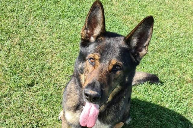 PD Rocky helped to arrest an 18-year-old on suspicion of burglary. Photo: X/Northants Police Dog Section.