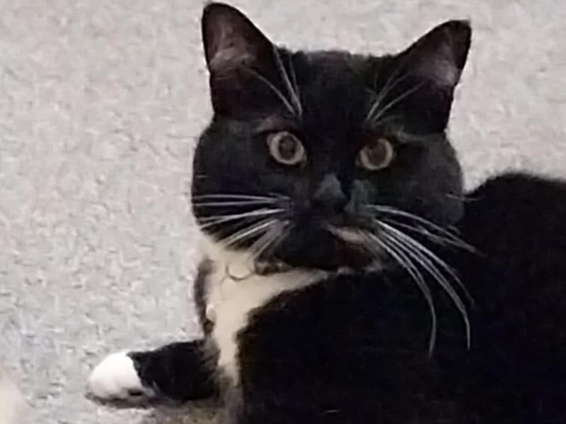 Smudge pictured.