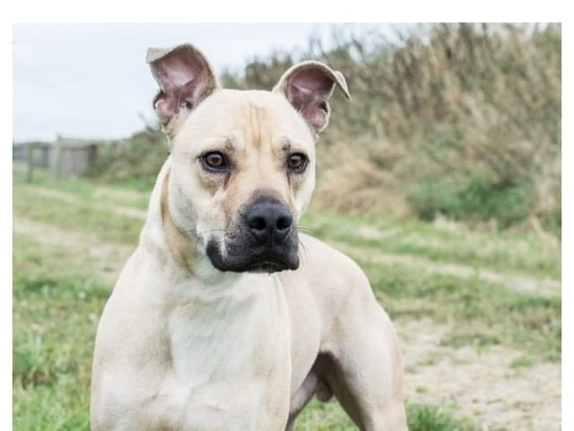 Wilson is a handsome two year old bull Lurcher who needs an active, firm but fare home. He can be shy but will also test his boundaries, a home with no other animals and older sensible children would suit him.