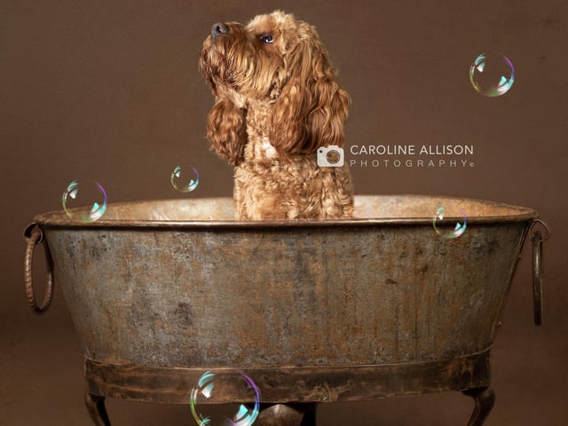 Ted, a two-year-old Cavapoo, taking a bath.
