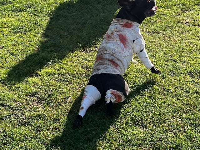 Around 50 French Bulldogs dressed up in Halloween outfits for a walk around Hunsbury Country Park over the weekend.