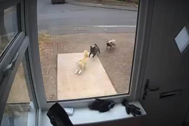 CCTV footage of the two dogs chasing Heather Illes' cat, Ronnie.