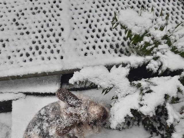 Laura Ladd's photo of a snowy rabbit.