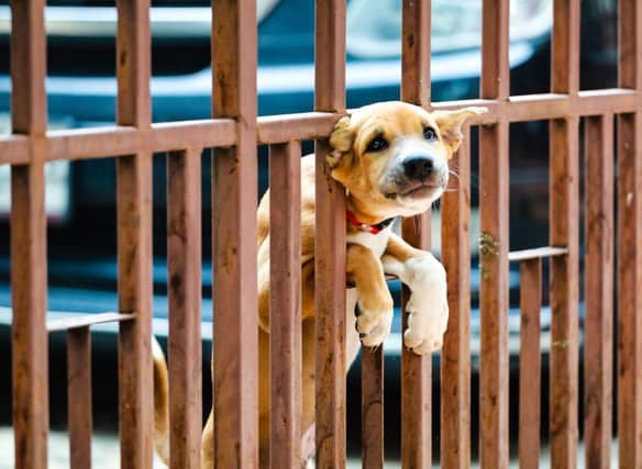 Some dogs just aren't very bright - although they can still make loving pets.