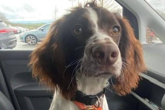 Can you give a loving home to these six adorable dogs?