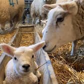 Lambing at Chester House Estate