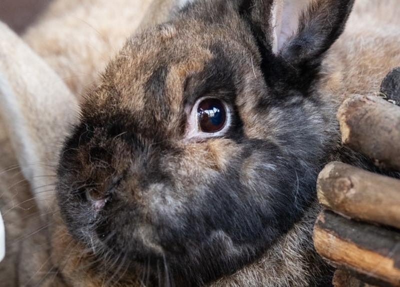 Animals In Need currently has more than 30 bunnies needing homes