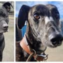Rescue dogs in Northamptonshire looking for their forever home this week