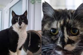 A dozen cats in Northamptonshire urgently need a new home.