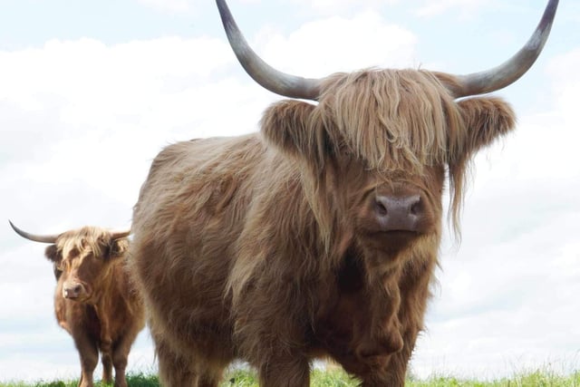 Residents can meet the wonderful Highlands up close and personal at the Northamptonshire family-run farm.