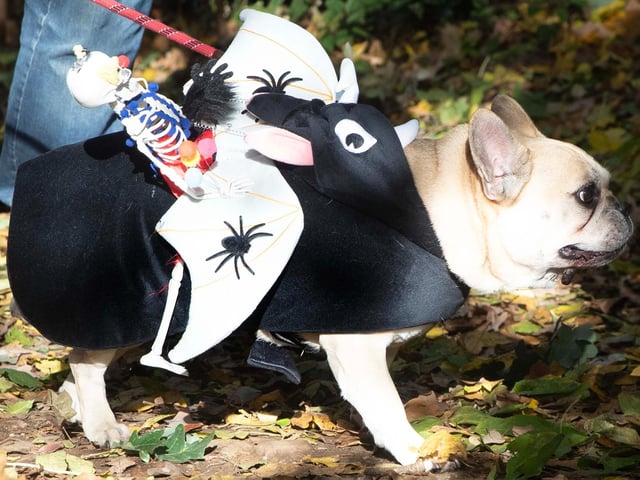 French Bulldog Meet & Walk Northamptonshire Halloween special