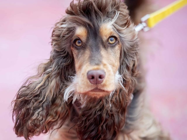 The flyball team hosted a fun dog show at Sixfields Stadium on Sunday September 29 to celebrate its milestone anniversary.