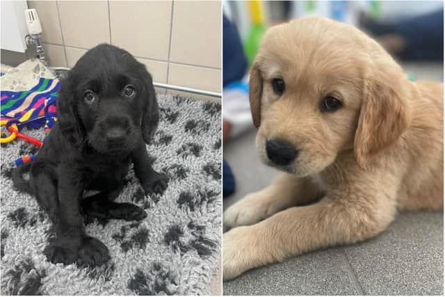 Can you give a loving home to a guide dog puppy for the first year of their life?