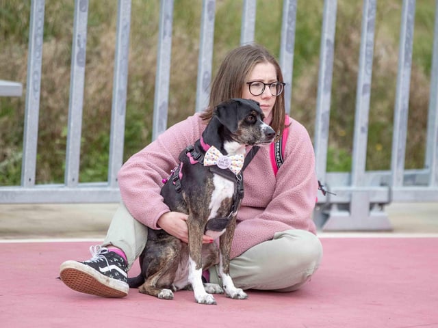 The flyball team hosted a fun dog show at Sixfields Stadium on Sunday September 29 to celebrate its milestone anniversary.