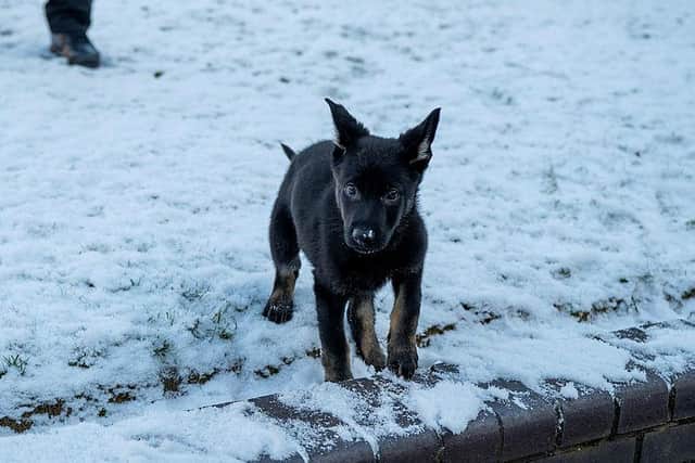 Police Dog Titan.
