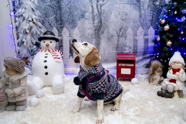 Teddy’s Dog Care, situated in Wootton, hosted a luxury Santa Paws Grotto experience for dogs on Saturday December 17, 2022.