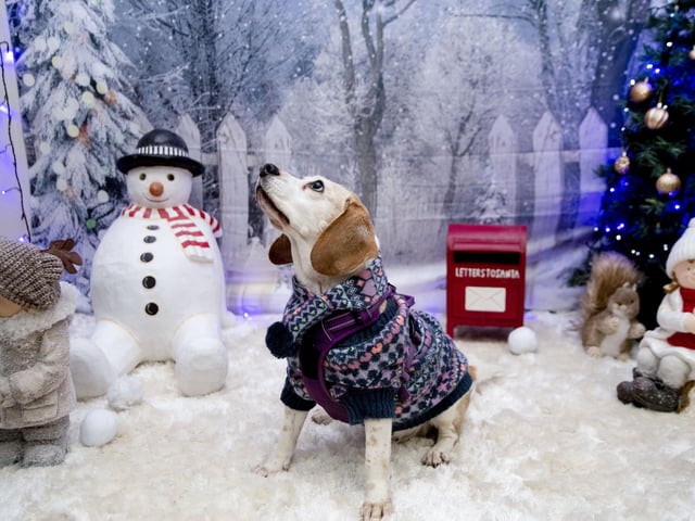 Teddy’s Dog Care, situated in Wootton, hosted a luxury Santa Paws Grotto experience for dogs on Saturday December 17, 2022.