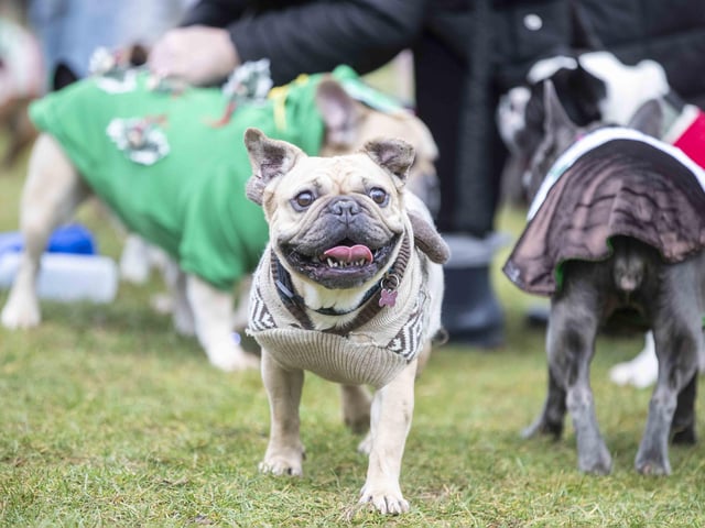 Nearly 100 French Bulldogs wore Christmas outfits for a festive walk at Hunsbury Hill Country Park on Sunday (December 17).