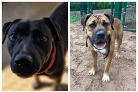Northants rescue dogs looking for their forever home this week