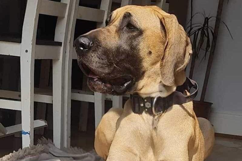 Bambi is a three-year-old dawn Great Dane. Good with other dogs, cats, hens and older sensible children. Only Dane experienced homes will be considered