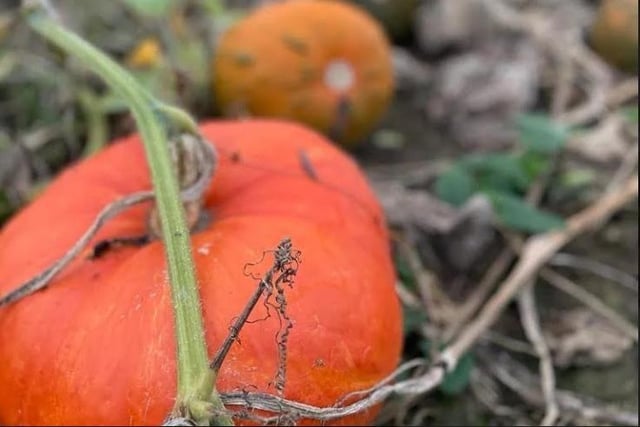 The Kislingbury pick your own pumpkin patch will open this weekend (Saturday October 7 and Sunday October 8).