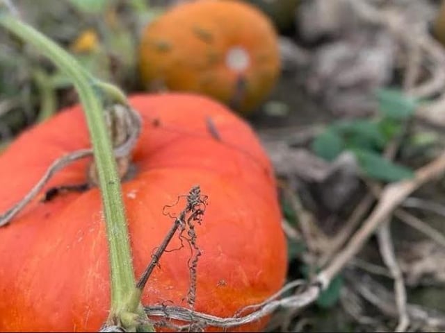 The Kislingbury pick your own pumpkin patch will open this weekend (Saturday October 7 and Sunday October 8).