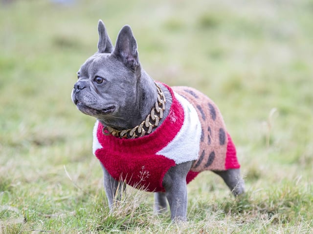 Nearly 100 French Bulldogs wore Christmas outfits for a festive walk at Hunsbury Hill Country Park on Sunday (December 17).