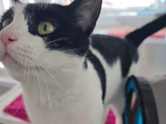 Mr Jenkins is a super friendly 18-month-old lad who was left behind when his family moved away without him. He would prefer a home with no other cats but is great with sensible children.