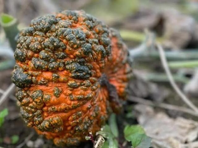 The Kislingbury pick your own pumpkin patch will open this weekend (Saturday October 7 and Sunday October 8).