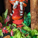 Just one of the amazing puppets made by pupils