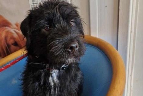 Mac is a lovely Patterdale cross boy, aged around 18 months. He is very submissive and loves other dogs. He is a typical terrier, full of energy and always running around and playing.